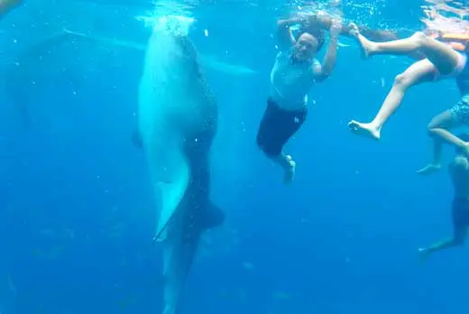 Have fun and capture the moment of swimming with the whale sharks of Oslob