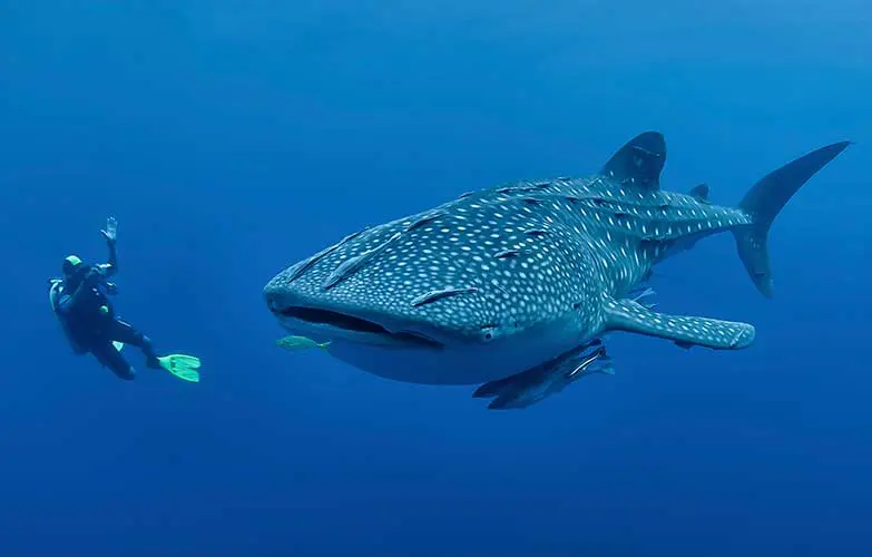 Oslob Whale Shark