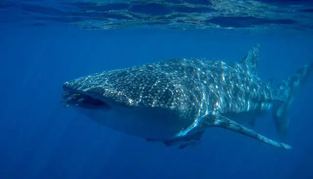 Oslob Whale Shark