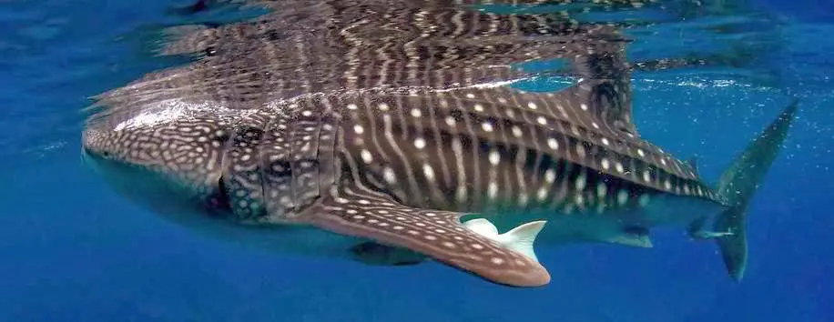 Olsob Whale Shark