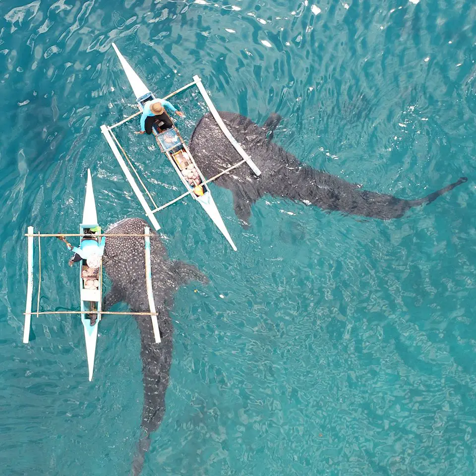 oslob whale shark