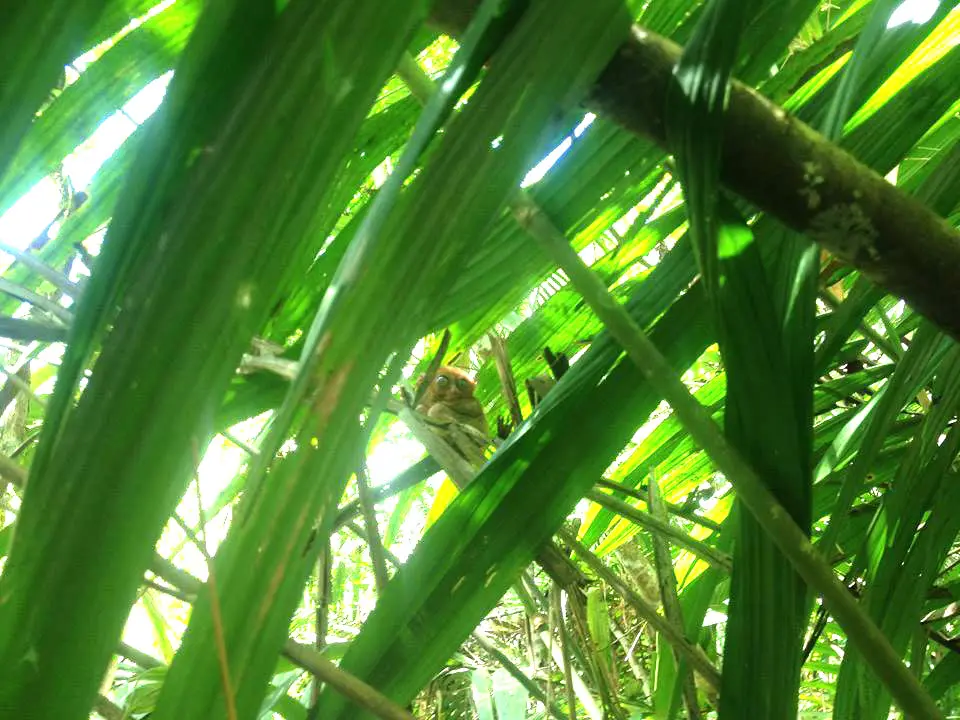 Bohol Tarsiers