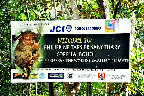 Bohol Tarsiers