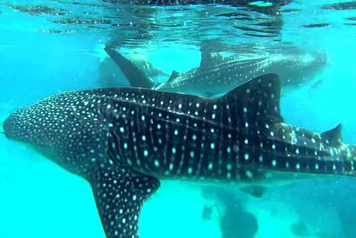 Oslob Whale Tumalog Simala