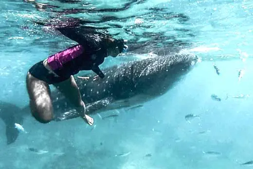 Oslob Whale Tumalog Simala