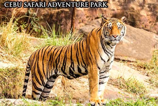cebu safari adventure park