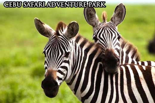 cebu safari adventure park