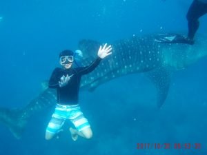 whale shark cebu