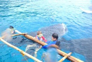 oslob whale shark tour