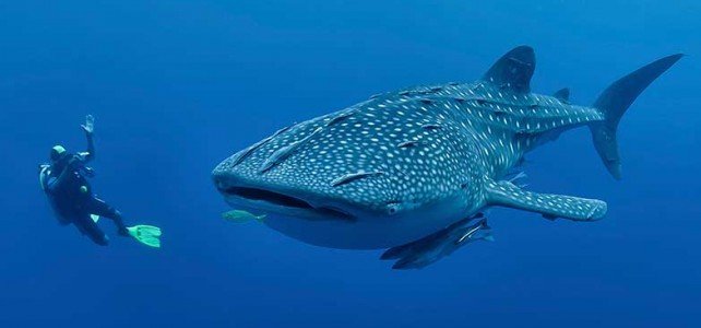 Oslob Whale Shark – All about the gentle giants of the sea.