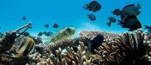 cebu tours malapascua island coral garden