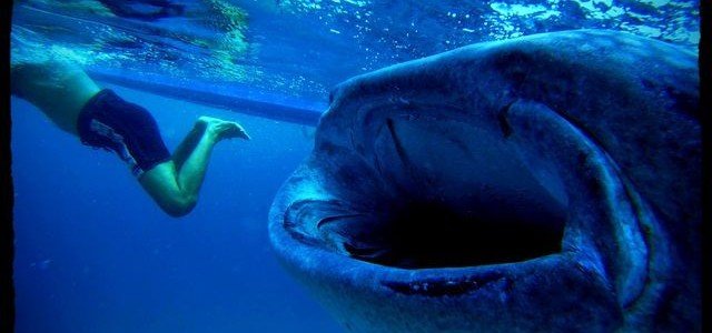 Olsob Whale Shark Eats Mr. Plankton