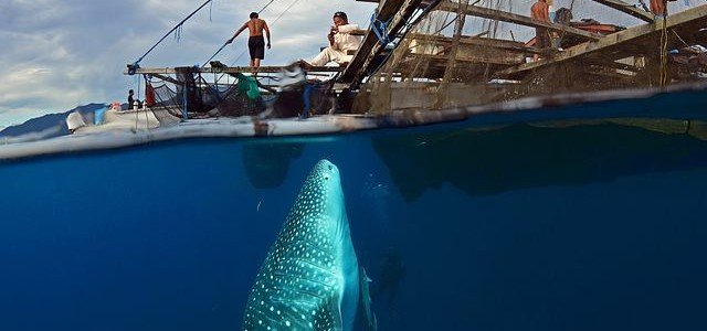 Oslob Whale Shark Encounter Guidelines