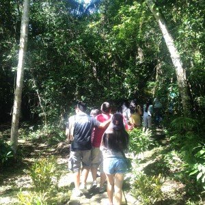 bohol tarsiers