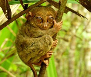 bohol tarsiers