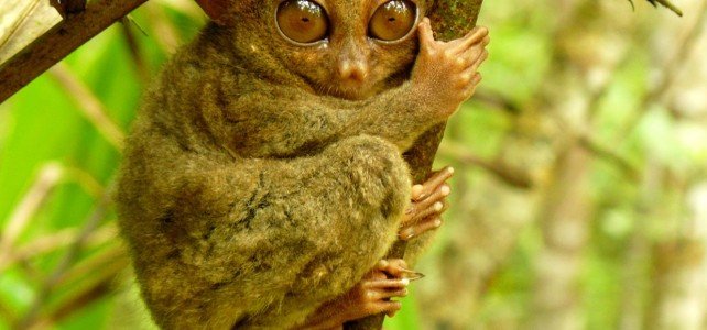 Bohol Tarsiers the smallest primate