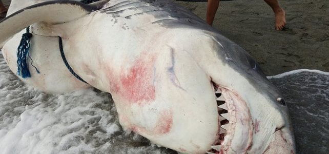 Great white shark found in Philippines ( dead )