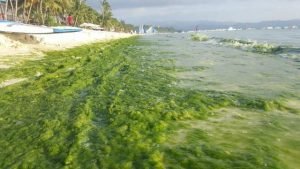 boracay cesspool