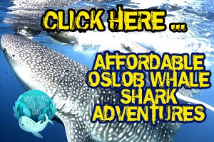 Affordable Oslob whale shark tours.