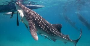 oslob whale shark