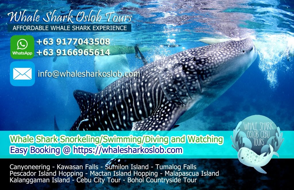 whale shark oslob