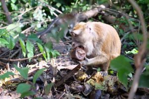 oslob monkey watching