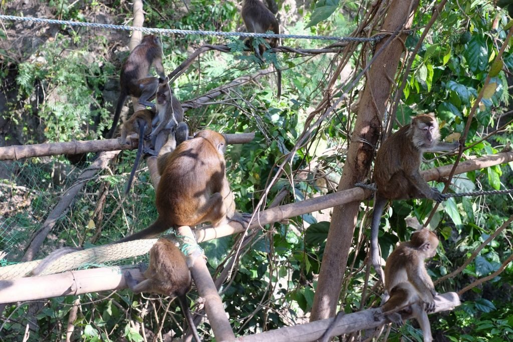 oslob monkey watching
