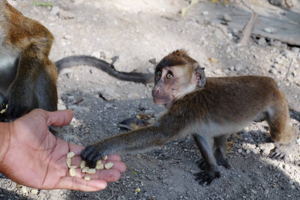 oslob monkey watching