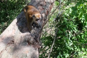 oslob monkey watching