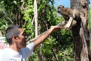 oslob monkey watching