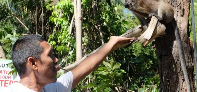 Monkey Watching Tour in Oslob