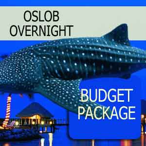 oslob whale shark